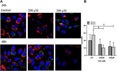 Iron Overload Induces Oxidative Stress, Cell Cycle Arrest and Apoptosis in Chondrocytes